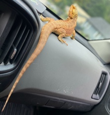Any – female bearded dragon