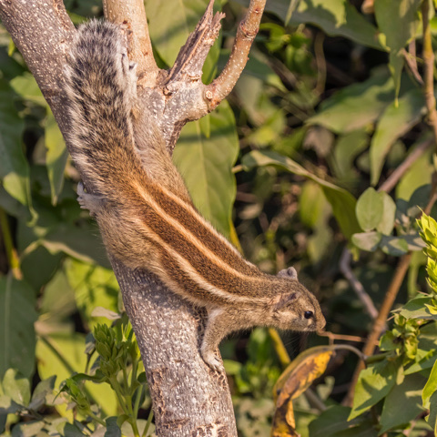 Healthy squirrel