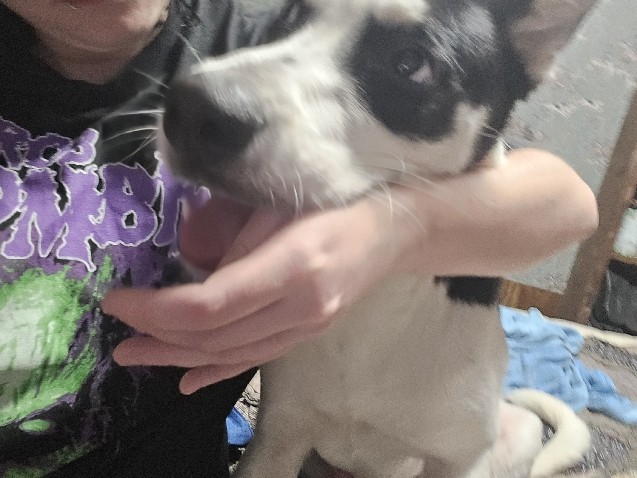Labrador Husky – 6month old Husky Lab mix – Cleveland