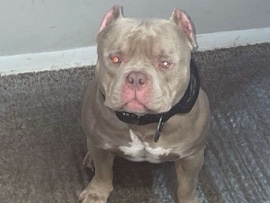 Mixed Breed – Family trained American Bully – Capitol Heights