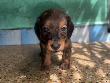 Dachshund – Female Dachshund Puppy 💗 – Chennai
