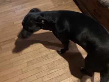 free dog – Shreveport