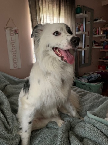 Aussie blue healer mix for rehoming