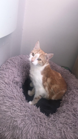 Bengal – Bengal cat for rehome