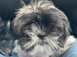 Shih Tzu Dog - For Sale (price negotiable)