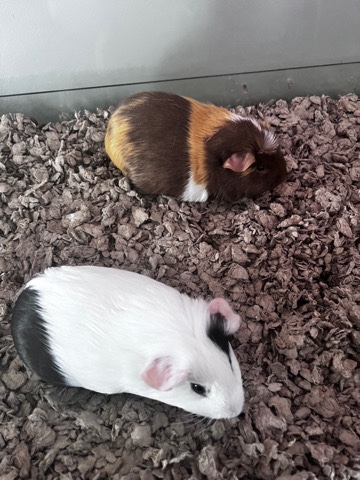 rehome my Guinea pigs!