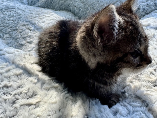 All - kittens available for adoption in Vancouver