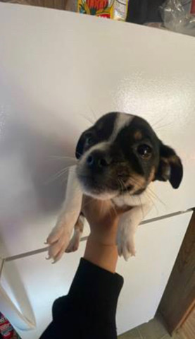Chihuahua – chihuahua
