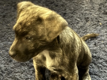 German Shepherd – pit bull x german shepherd mix – Houston