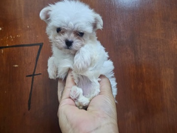 Maltese – Adorable Maltese Puppy for Sale – 50 Days Old in Dubai – Dubai