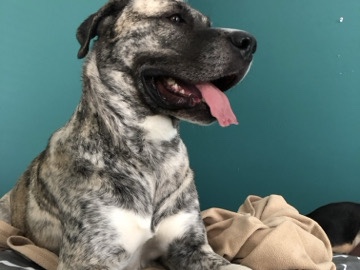 free dog – Cartersville