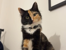 Others - cat for adoption  available for adoption in Sydney