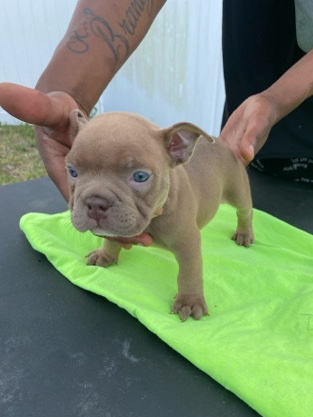 American Bulldog – looking for a new home