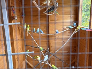 Budgerigar – Bird Rehoming Seevice - Budgies / Canaries etc – West Molesey