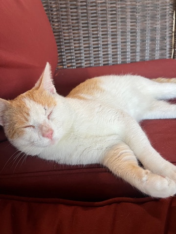American Shorthair – The Sweetest 1 Year Old Cat