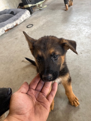 German Shepherd – German Shepherd puppies