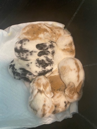 baby Holland lop bunnies for sale!