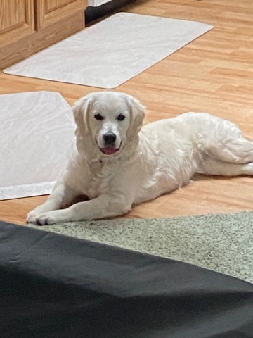 Golden Retriever – maisie