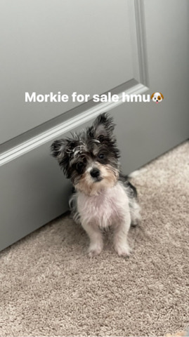 Maltese – Morkie for sale
