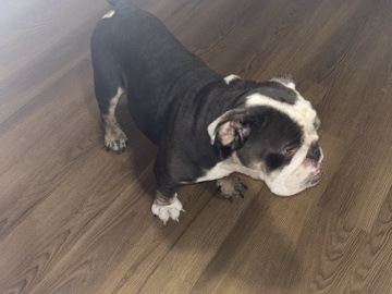 Olde English Bulldogge – English bulldog – Lake Wales