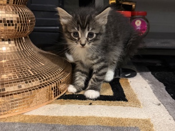 American Shorthair – lovely kitten for adoption – Rochester