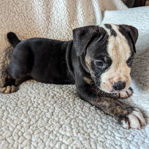 Olde English Bulldogge – olde English bulldog puppy 1