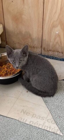 female gray cat. approximately 12 weeks old