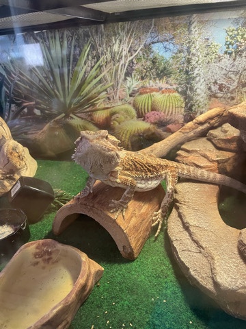 lizard – bearded dragon!