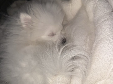 Pomeranian – teacup Pomeranian – Mississauga