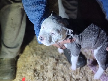 American Pit Bull Terrier – pitbull puppies – Roy