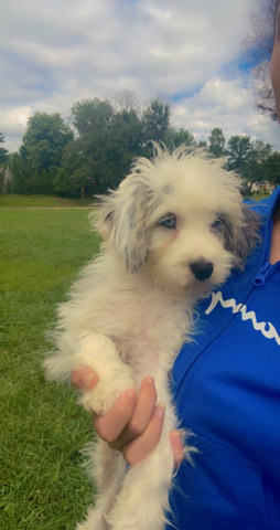 Poodle – Blue Merle Cavapoo pup