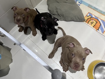 American Bulldog - Puppy Pocket Bully’s  available for adoption in Dubai