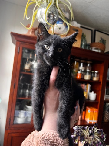 Ragdoll – Ragdoll/Tabby Kitten
