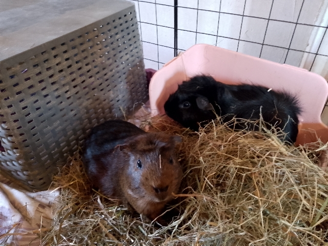 guinea pig – 2 male guinea pigs