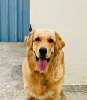 Golden Retriever – Male Golden Retriever for Sale