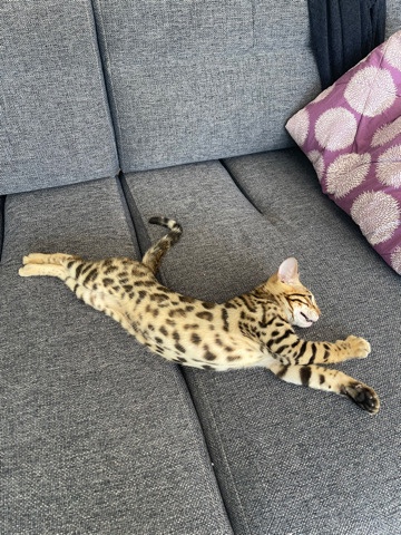 Bengal – Pure Bengal tica certified 5-gen pedigree.