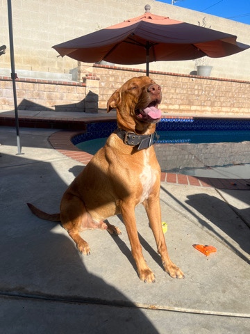 Doberman Pinscher – Doby Mix needs loving new home