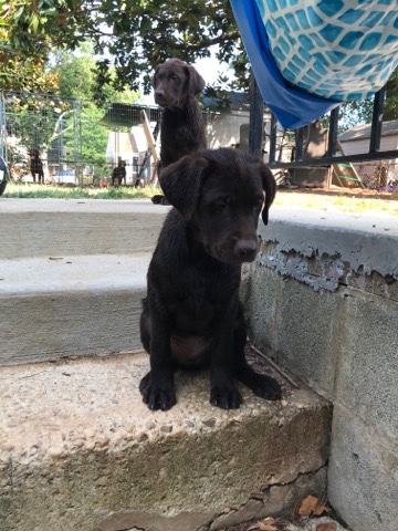 Labrador Retriever – Labrador