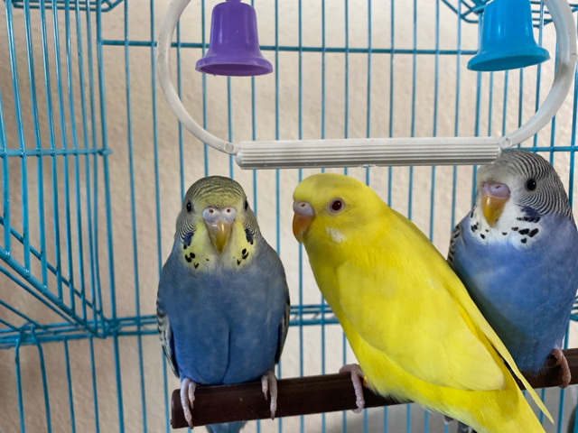 Parakeets(buggies) 