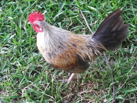 small kikiriki rooster