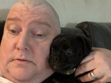 Pug – sweet dog for rehoming – Bailey's Crossroads