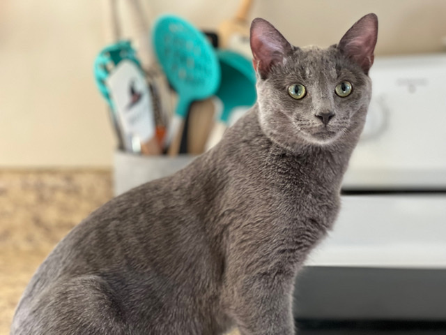 Female Kitty