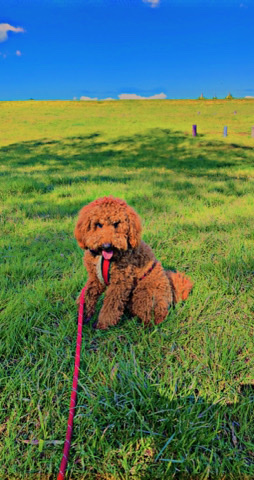 Poodle – toy poodle 1 year old  urgent