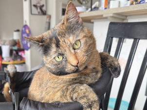 American Shorthair – Tortise shell beauty – Philadelphia