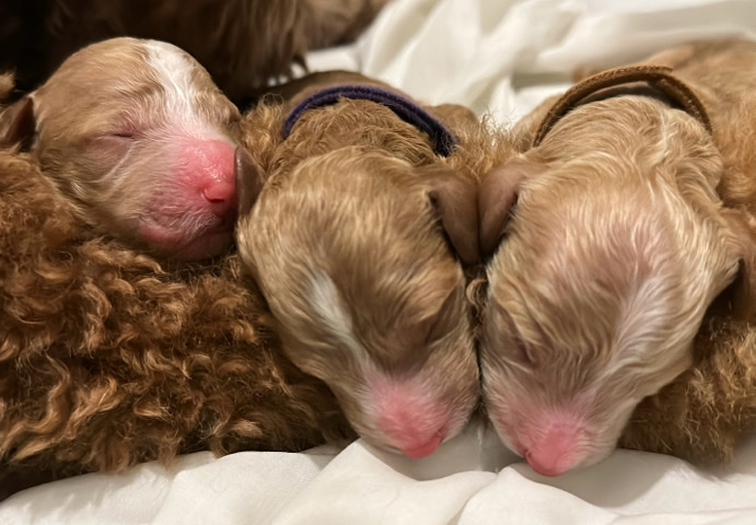 Poodle – Giant Poodle Puppies For Sale