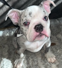 Olde English Bulldogge – looking for an amazing dog , dont look any further