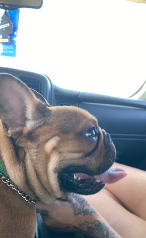 French Bulldog – Frenchie