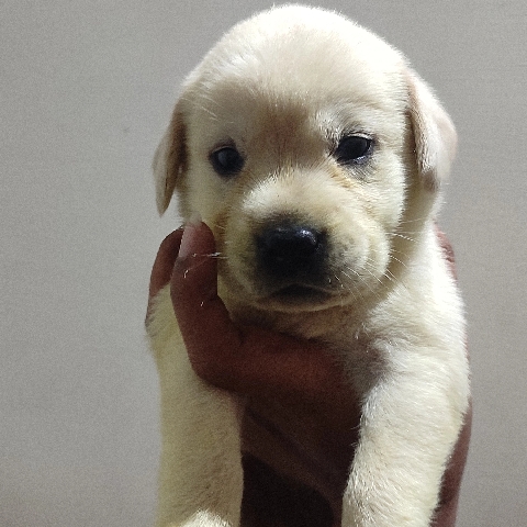 Labrador Retriever – lab puppies