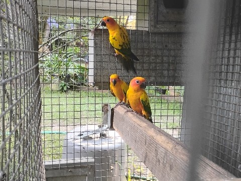 sun conures