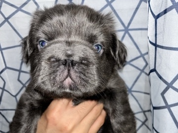 French Bulldog – French Bulldog – Norwalk